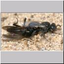 Oxybelus bipunctatus - Fliegenspiesswespe w21a 6mm.jpg